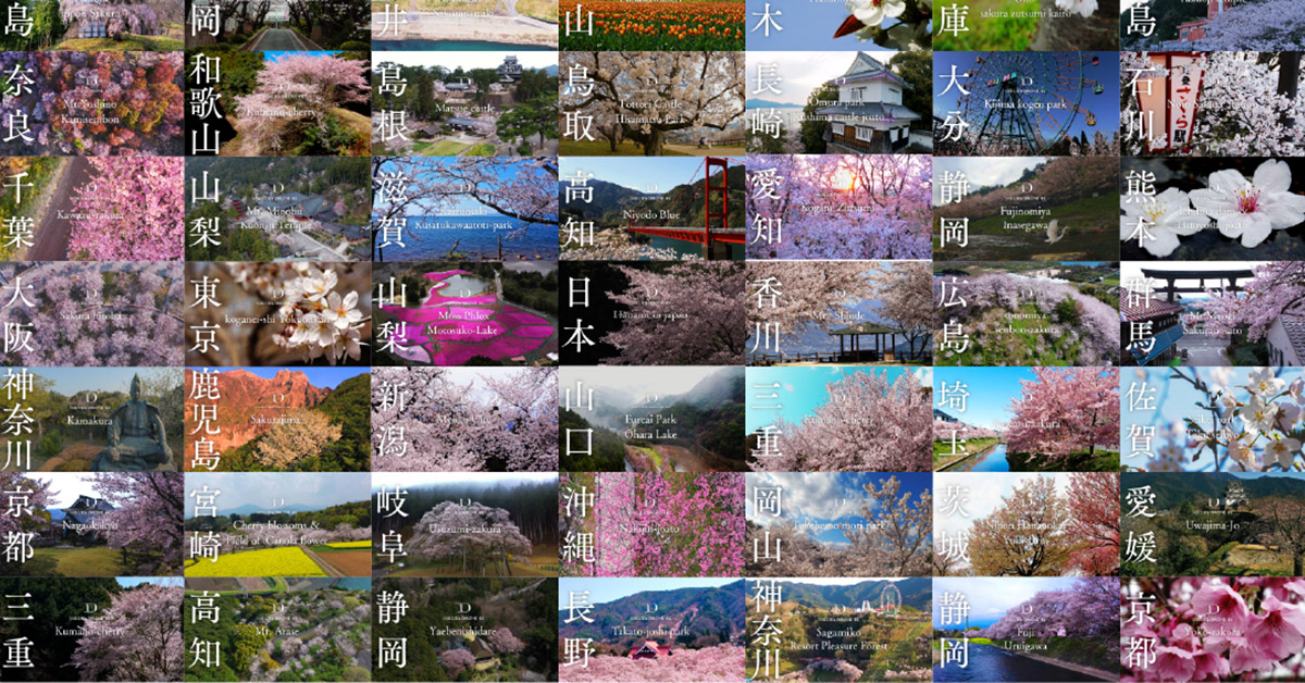 以空拍機拍下日本各地櫻花之美！2021年3月27日線上實況轉播！ 賞櫻、線上、櫻花、櫻前線