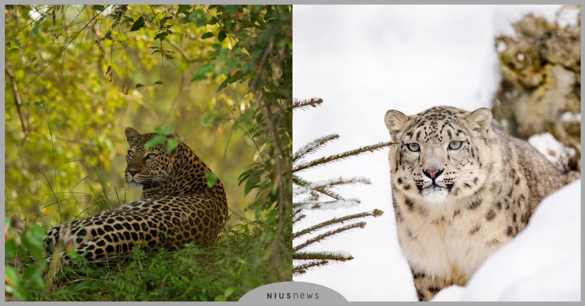 人類與大貓可以共存？《與虎豹為鄰》看出跨越物種的友情，為了生存毒殺花豹是對的嗎？  Discovery、世界地球日、4/22、電視節目、一件好事救地球、動物星球頻道、世界地球日特輯、為地球聲援、與虎豹為鄰、大貓、動物趣聞、可愛寵物