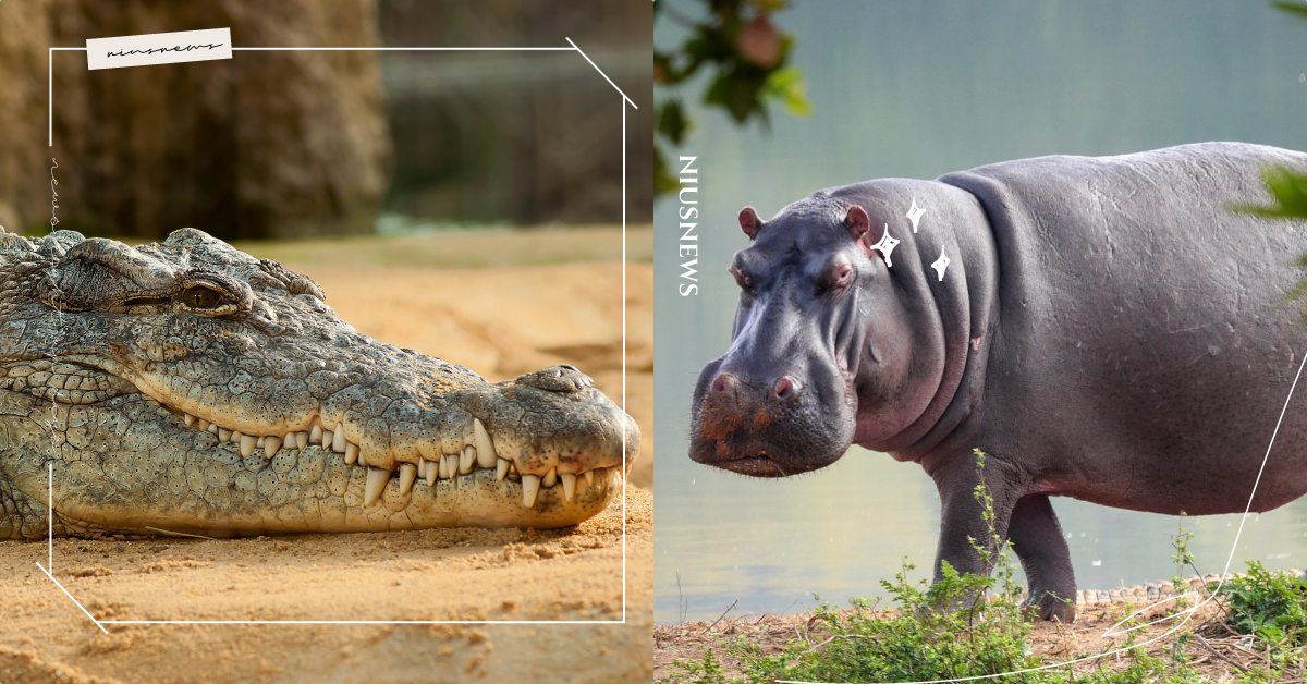 一水容得了二霸？《大河生存戰》紀錄兩大猛獸爭地盤，鱷魚：千萬不要招惹河馬寶寶！ Discovery、世界地球日、4/22、電視節目、一件好事救地球、動物星球頻道、世界地球日特輯、為地球聲援、大河生存戰、河馬、動物趣聞、可愛寵物、鱷魚