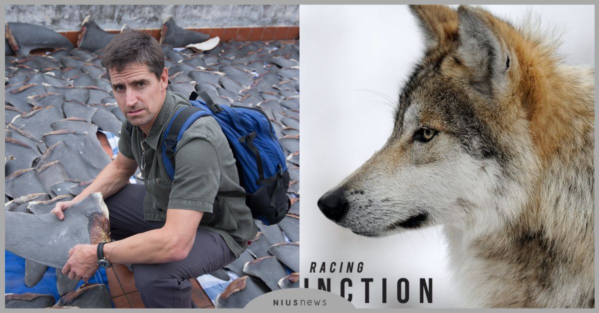 臥底進入動物黑市！《滅絕最後關頭》真實呈現瀕危動物遭到人類捕殺，殘忍行徑震驚全球 世界地球日、Discovery、一件好事救地球、動物星球頻道、可愛動物、動物、動物新聞、捕殺、獵殺、紀錄片、滅絕最後關頭