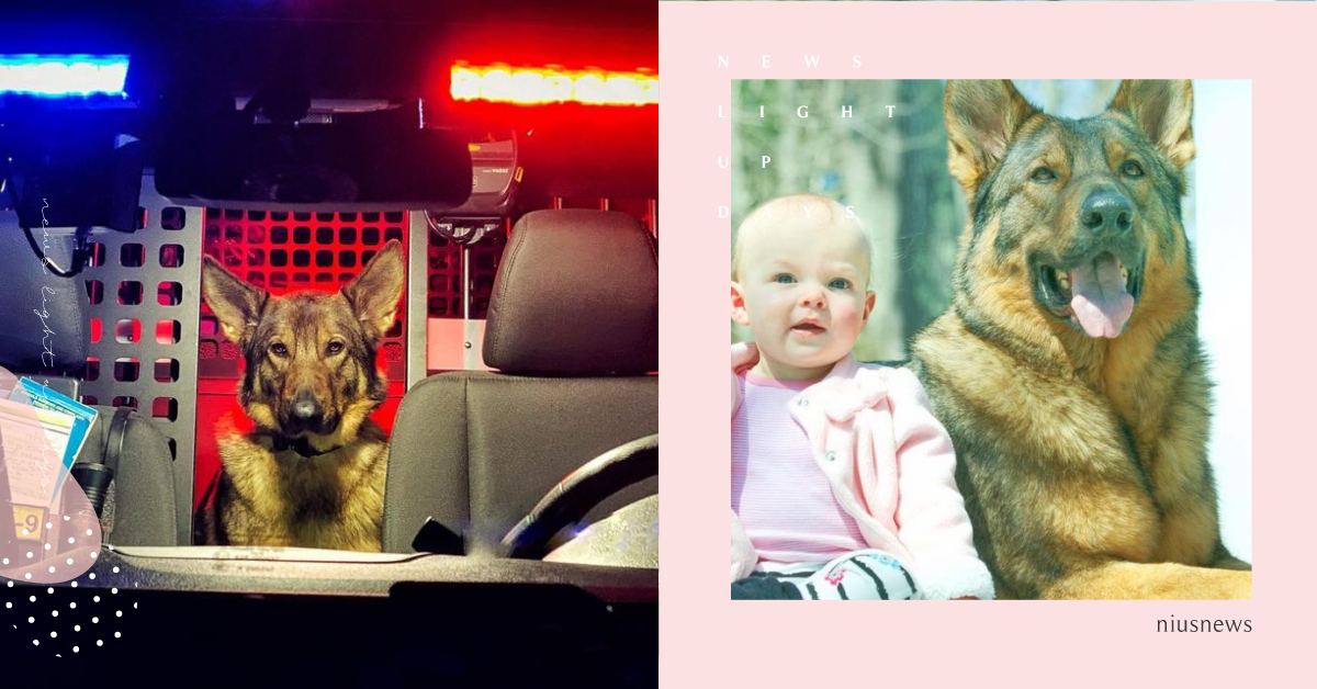 狗狗版鐵漢柔情！「寵妹狂魔」警犬哥哥工作、家庭兩樣情，所有好的都只給妹妹 可愛動物、寵物、毛小孩、狗狗、狗、汪星人、警犬、警察、小孩、霸氣、溫柔、狗保姆