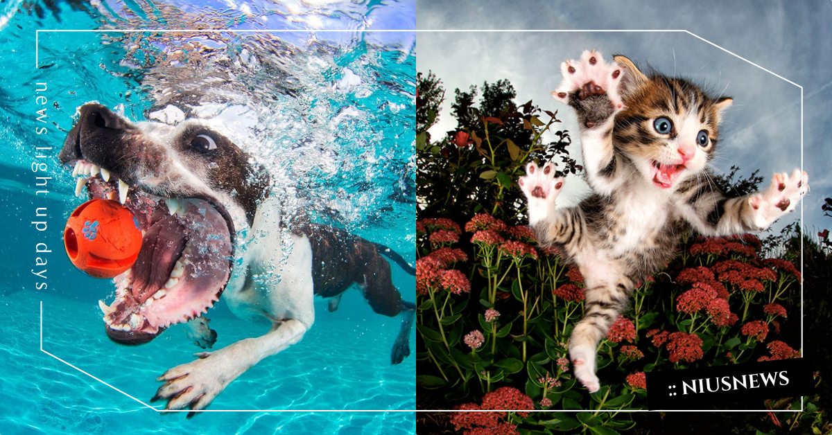 狗狗水中撿球其實超猙獰！《紐約時報》攝影師一系列超強寫真照，飛撲的貓貓也萌到爆！ 狗狗寫真、寵物寫真、可愛寵物、紐約時報、動物星球頻道、國家地理雜誌、貓貓、狗狗、動物照相