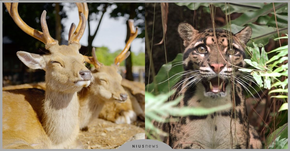 《這一年，地球變得不一樣》揭露生態大改變！台灣疫情動物也超有感，河馬：「郎勒？」 可愛動物、動物新聞、世界地球日、生態、疫情、自然、這一年地球變得不一樣、AppleTV、原創、節目、台北市立動物園、鹿、雲豹