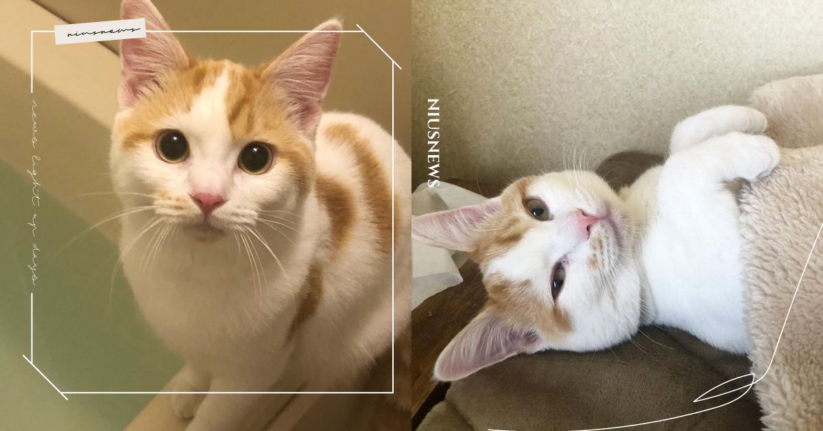 見AirPods「溺水中」主人秒崩潰，「兇手」本貓露無辜小眼神，網：貓貓無罪 可愛動物、寵物、毛小孩、貓咪、喵星人、AirPods、日本