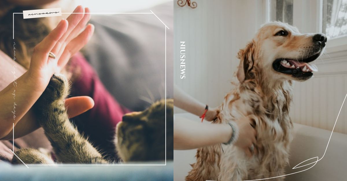 「寵物防疫包」為被隔離做準備！文件類、生活用品都不能少，毛小孩表示：別忘了帶零食 可愛動物、寵物、毛小孩、新冠肺炎、武漢肺炎、疫情、防疫、寵物防疫包、