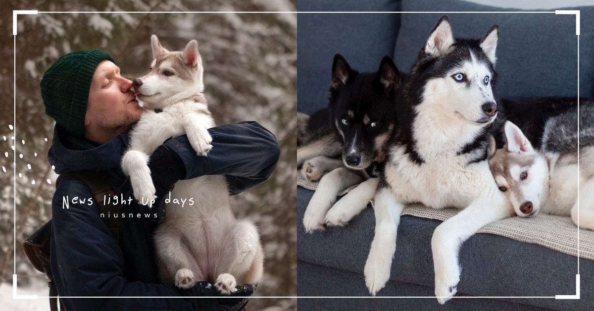 哈士奇發揮「二」天性！挑戰障礙遊戲「簡單粗暴」完勝小黑貓，網友笑稱：無人能敵啦！ 可愛動物、寵物、毛小孩、狗狗、汪星人、鏟屎官、居家、遊戲、哈士奇、二哈、貓咪、喵星人