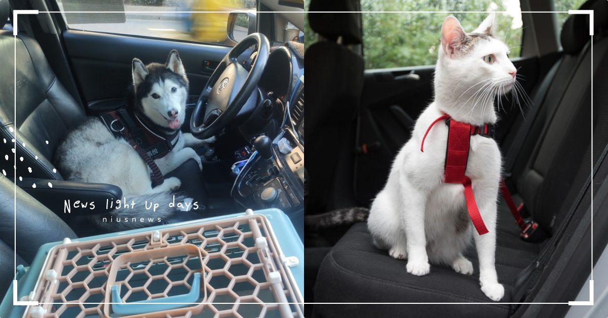台北5大「寵物友善計程車」推薦！臨時保姆＋專人接送，疫情待在家也能送毛孩去洗澡！ 寵物、寵物接送、新冠肺炎、疫情、寵物美容、寵物醫院、計程車、寵物友善計程車、寵物友善