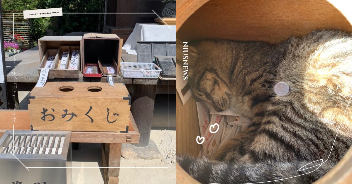 籤詩怎麼毛毛的！虎斑貓被放一元日幣熟睡在籤盒，網友祝福：遇見喵大神幸運一整年！ 寵物趣聞、可愛寵物、日本神社、貓咪、抽籤、拜佛、籤詩、祈福