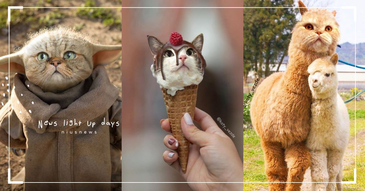 一秒進入「貓咪異想世界」！俄羅斯P圖大師創造「萬物皆是喵主子」，食物也能無違和！ 可愛動物、寵物、毛小孩、貓咪、喵主子、喵星人、俄羅斯、P圖、貓奴、奴才、鏟屎官、獵奇、可愛