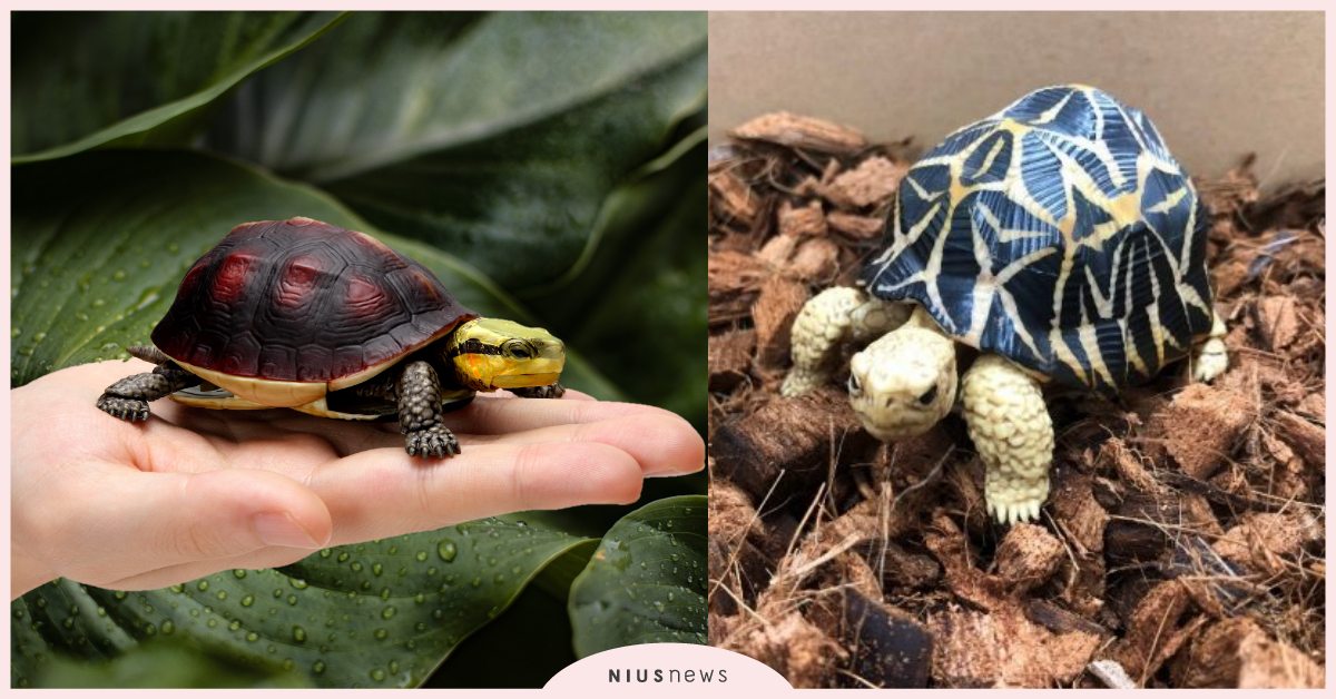 根本可以當寵物！日本萬代推神還原「烏龜扭蛋」第四彈，四肢＆頭部還可以縮回龜殼！ 烏龜、寵物、扭蛋、日本萬代、寵物龜、龜殼、寵物趣聞、神還原、獵奇、寵物選品