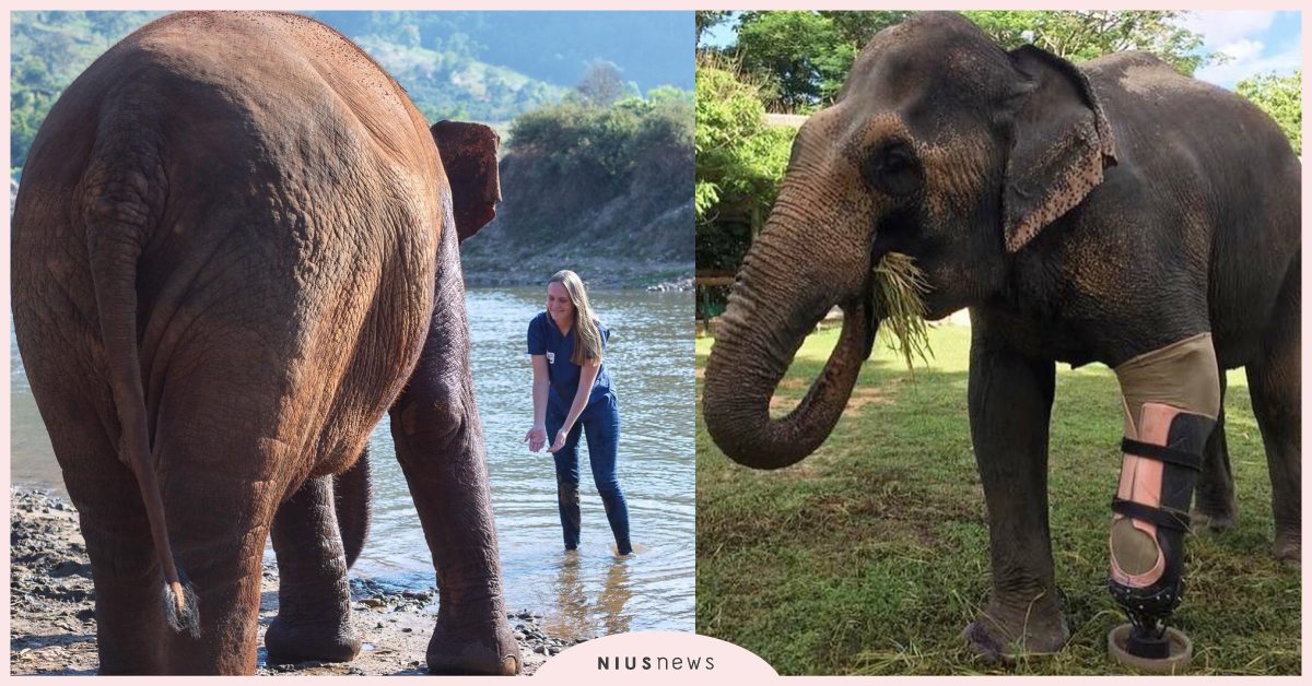 無國界美女醫生製作「大象專屬義肢」！因地雷失去一條腿，重獲新生看起來好幸福！ 動物園、大象、獸醫、醫生、救援、無國界獸醫、地雷、義肢、動物、可愛寵物