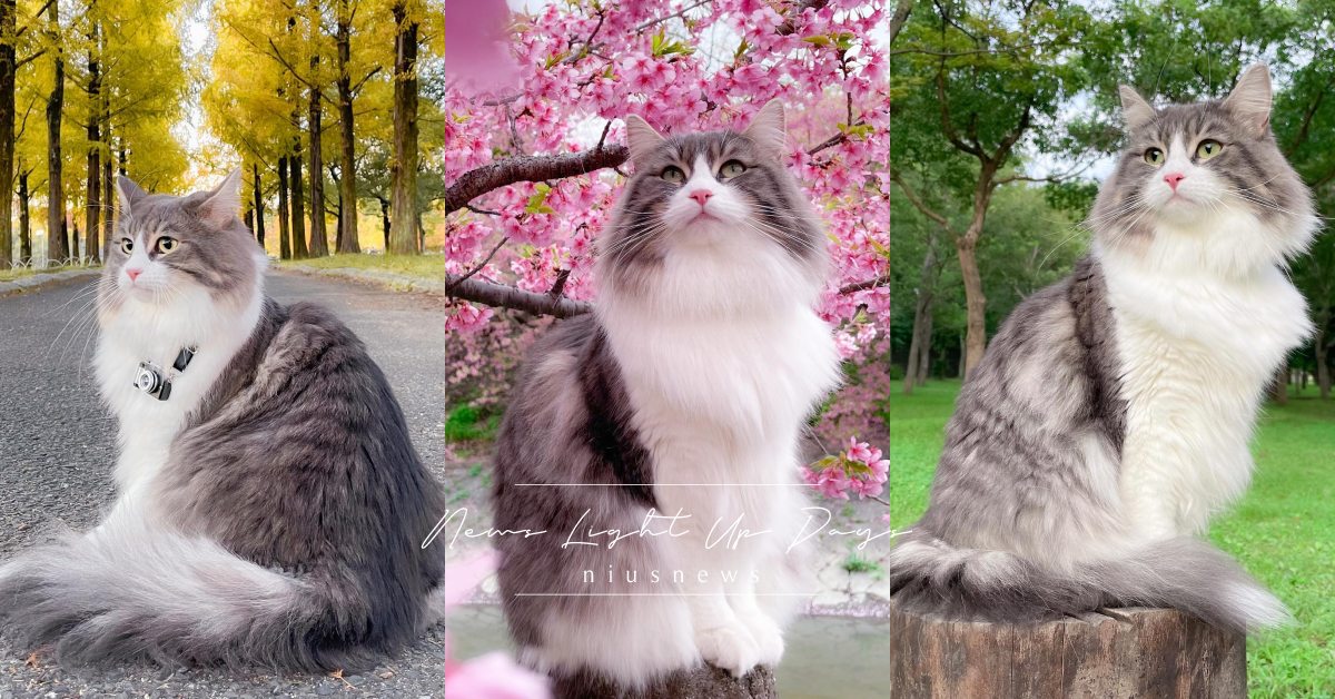 「挪威森林貓」7大特質！仙氣長毛人稱貴族小姐姐，好惡明顯根本超有個性！ 寵物圈圈、挪威森林貓、品種貓、短毛貓、貓咪、個性、特質、寵物趣聞、貓咪冷知識、寵物知識、個性分析、貓咪花色、貓奴、鏟屎官、貓咪個性