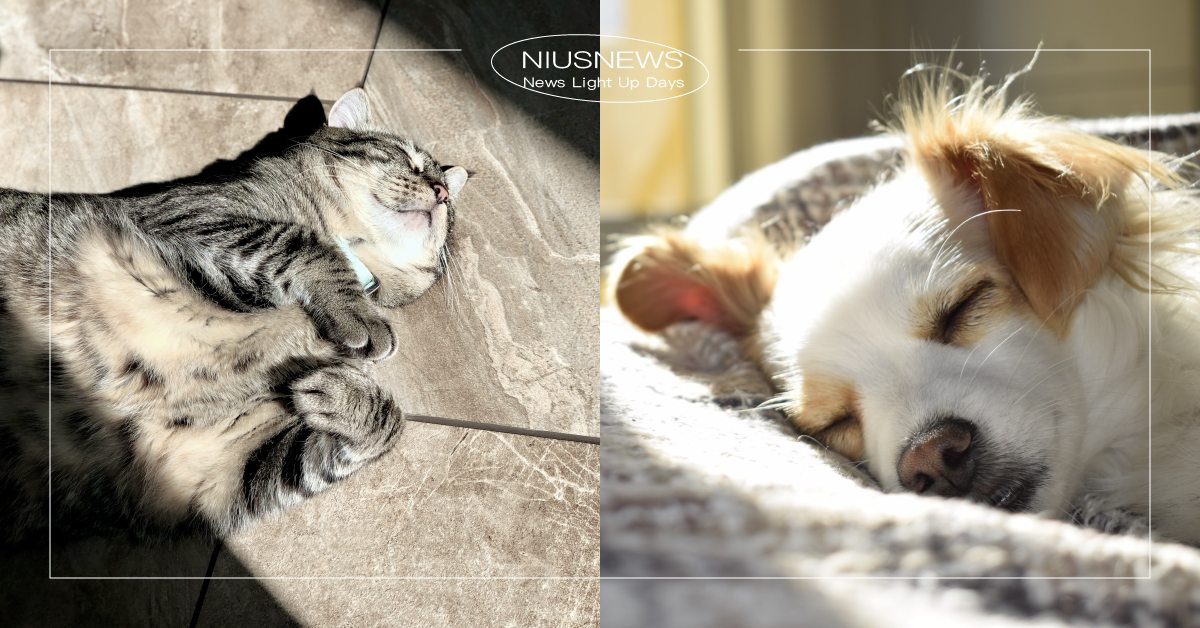 毛主人裝潢必備！打造「寵物宅」的5個設計要點，原來地板要選這種材質！ 寵物居家、貓咪裝潢、寵物友善空間、寵物友善、人貓共居、寵物、裝潢、貓咪、可愛寵物、寵物趣聞、貓咪公寓、寵物照顧、寵物旅館、貓咪飼養