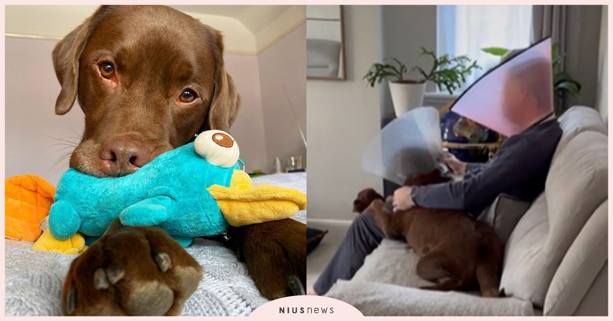 拉布拉多犬手術後「爺爺陪戴羞羞圈」網喊溫馨！當初超反對養狗，現在卻是「狗狗傻瓜」 羞羞圈、老爺爺、拉布拉多犬、頸圈、網紅狗狗、毛小孩