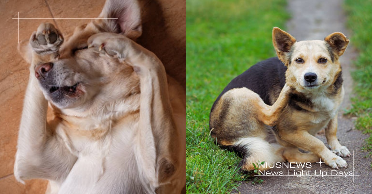 狗狗的隱藏殺手！5大毛主人必知的「壁蝨」知識，邪惡吸血小蟲會導致黏膜蒼白！ 寵物知識、寵物出去玩、寵物圈圈、遛狗、鏟屎官、毛爸媽、老狗、狗狗疾病、壁蝨、寄生蟲、寵物