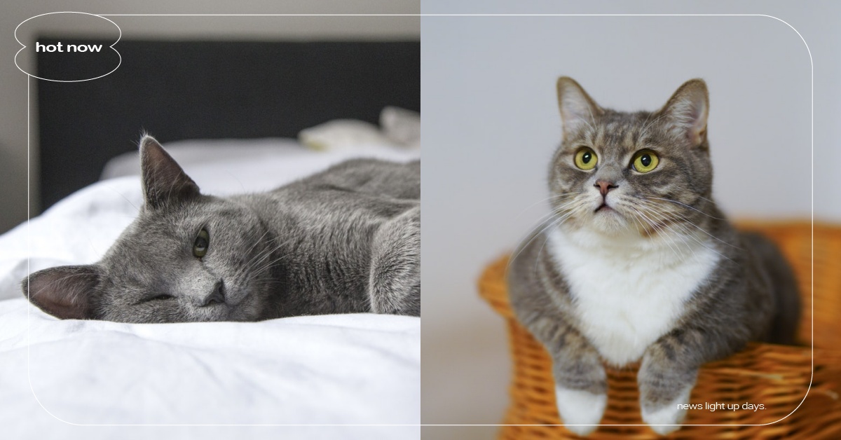 假裝上廁所超欠揍！奴才精選8個「貓咪叫醒鏟屎官」的方法，推下東西早已見怪不怪！ 寵物圈圈、貓咪知識、寵物健康、貓咪、貓咪叫醒鏟屎官、鏟屎官