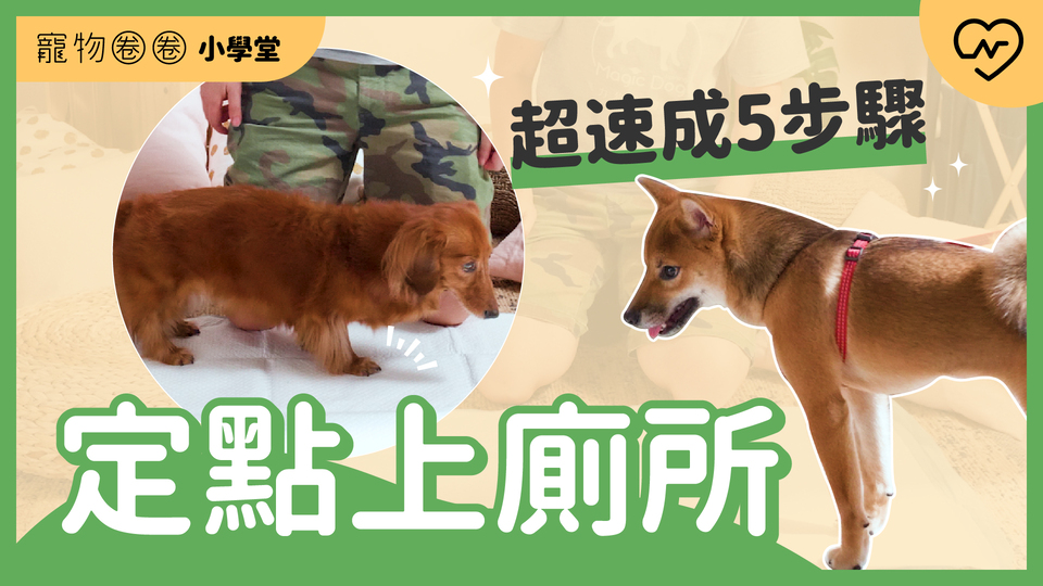 定點大小便，超速成5步驟！尿布墊圍欄訓練｜寵物圈圈小學堂x魔力狗寵物訓練 Ep2 寵物圈圈、毛小孩、寵物訓練、寵物知識、乖狗養成 