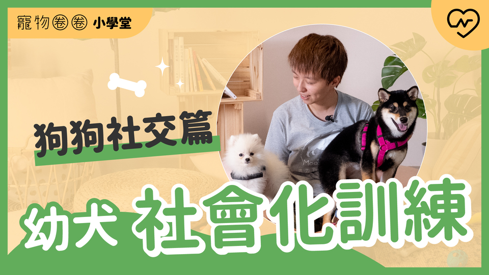 狗狗的教育不能等！幼犬的社會化訓練（上）狗狗社交篇｜寵物圈圈小學堂 寵物圈圈、毛小孩、寵物訓練、寵物知識、乖狗養成 