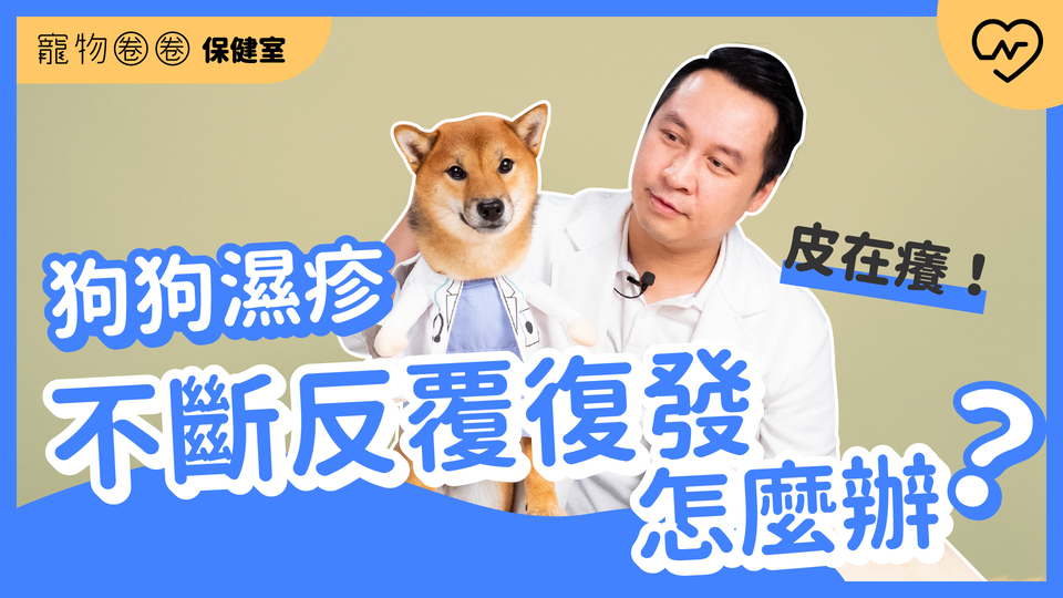 【狗濕疹】濕疹反反覆覆不斷復發怎麼辦？狗狗皮在癢 ｜寵物圈圈保健室Ep.4 寵物圈圈、毛小孩、狗濕疹、寵物知識、寵物圈圈保健室