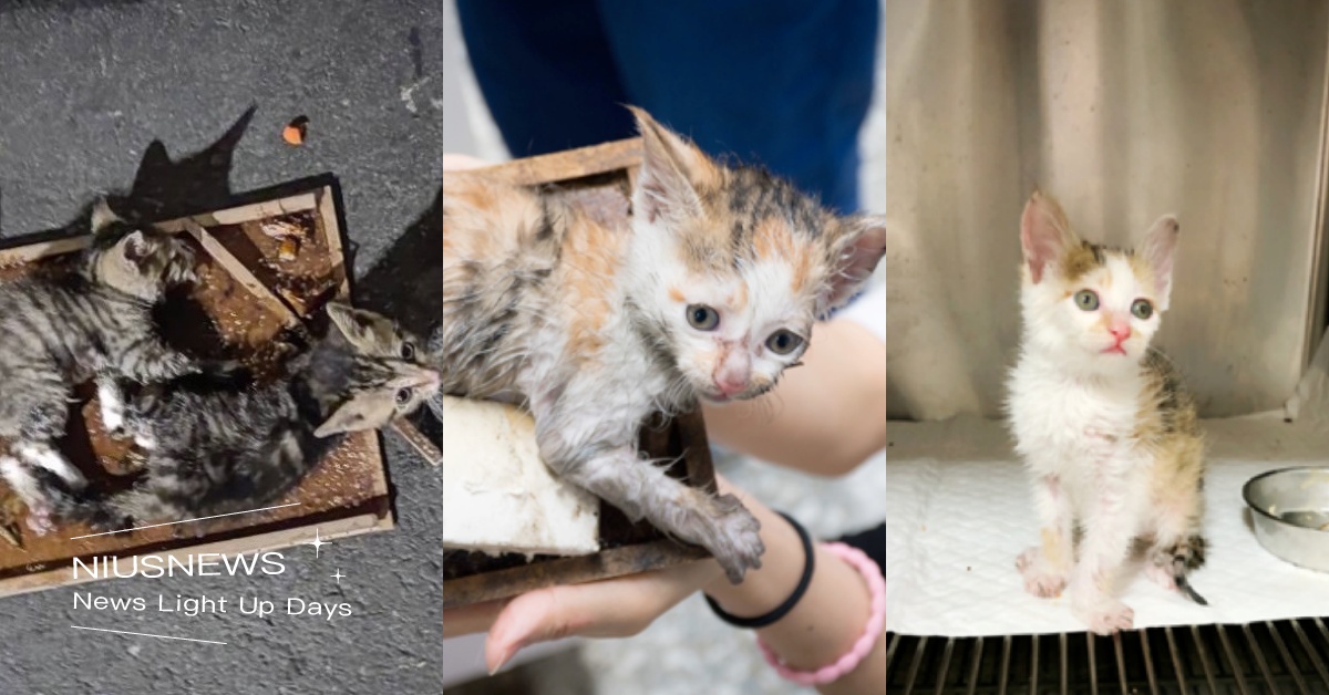 小貓貓也會被黏到！動保處呼籲以「捕鼠籠代替黏鼠板」，松鼠、台灣藍鵲都是常見案例！ 寵物圈圈、動保處、寵物保護、寵物照顧、黏鼠板、捕鼠籠、貓咪、松鼠、台灣藍鵲