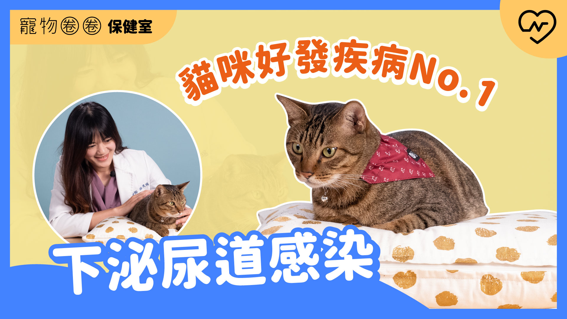 【貓泌尿道疾病】「亂尿尿」是在報復？可能是下泌尿道感染｜寵物圈圈保健室Ep.12 寵物圈圈、毛小孩、泌尿道、寵物知識、寵物圈圈保健室 