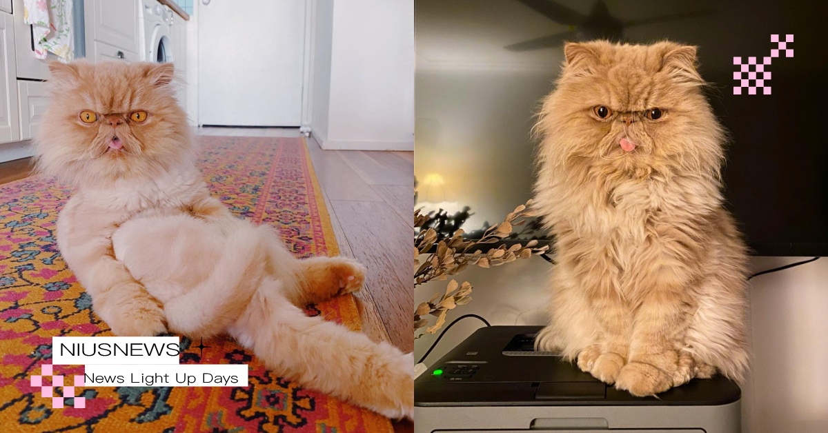 貓咪全裸可以嗎？「貓咪該不該剃毛」的優缺點一次看，獸醫：每隻貓狀況不一樣！ 寵物圈圈、寵物照顧、貓咪、剃毛、貓咪也瘋狂俱樂部、貓、寵物知識、貓咪知識