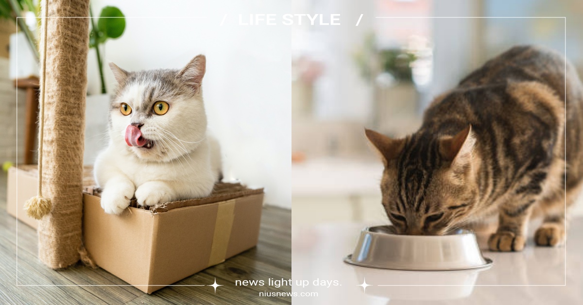 一大早就要飯？獸醫分享貓咪2大「最佳用餐時刻」，定食定量放飯最理想！ 寵物圈圈、寵物飲食、寵物鮮食、貓咪知識、貓咪飲食、貓咪、鮮食、寵物、濕食、動物、毛孩、毛小孩、貓