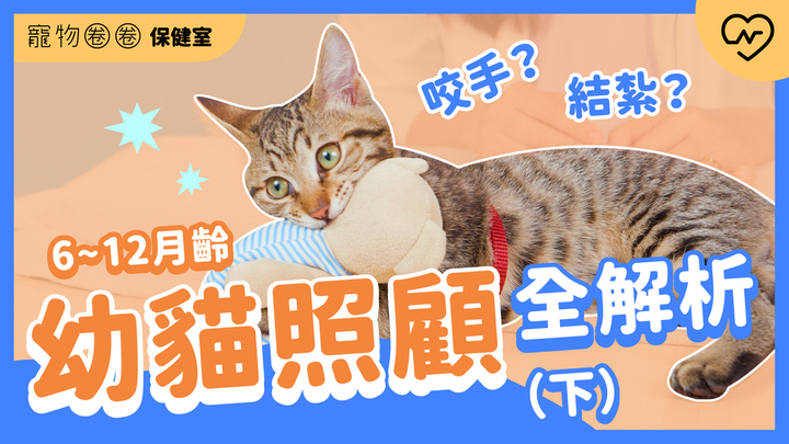 【幼貓照顧】小貓咬手怎麼辦？多大要結紮？獸醫詳解（下）｜寵物圈圈保健室Ep.18 寵物圈圈、毛小孩、幼貓、寵物知識、寵物圈圈保健室 
