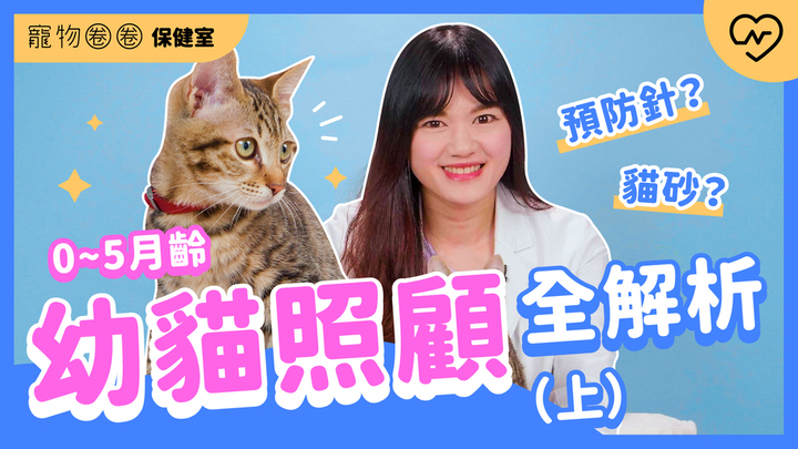 【幼貓照顧】預防針怎麼打？貓砂訓練？獸醫詳解（上）｜寵物圈圈保健室Ep.17 寵物圈圈、毛小孩、潔牙骨、寵物知識、寵物圈圈保健室 