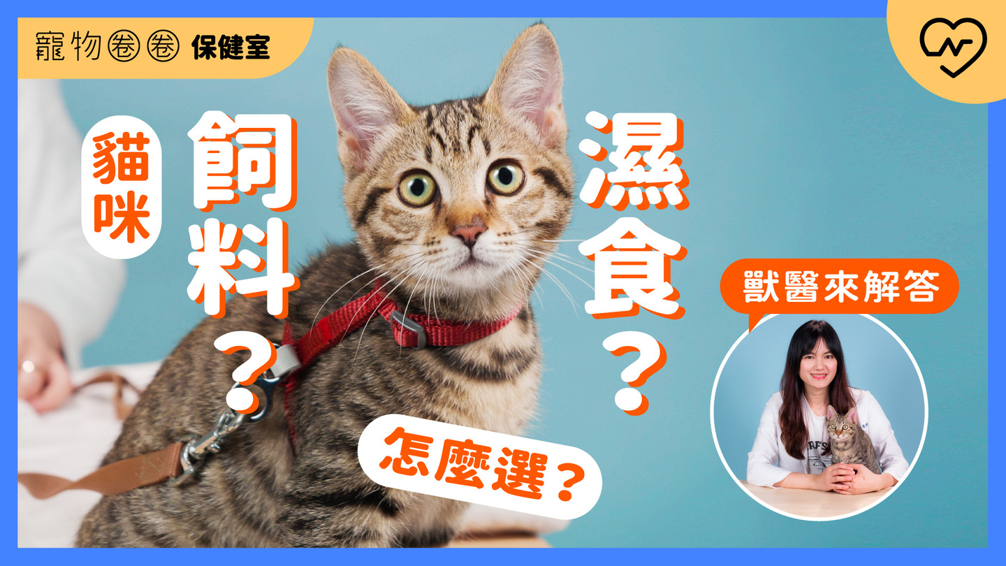 【貓咪飲食】乾乾VS濕食大比拼！貓咪吃哪一種才健康？｜寵物圈圈保健室Ep.20 寵物圈圈、毛小孩、貓咪飲食、寵物知識、寵物圈圈保健室 
