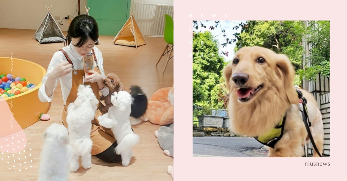 2022最新！北部7間「寵物安親」推薦，毛孩專屬幼稚園、還有寵物保姆陪玩！ 2022最新、寵物友善住宿、北部寵物安親、寵物幼稚園、寵物友善景點、寵物保姆、寵物寄養、毛小孩、萌寵、可愛寵物、寵物出去玩