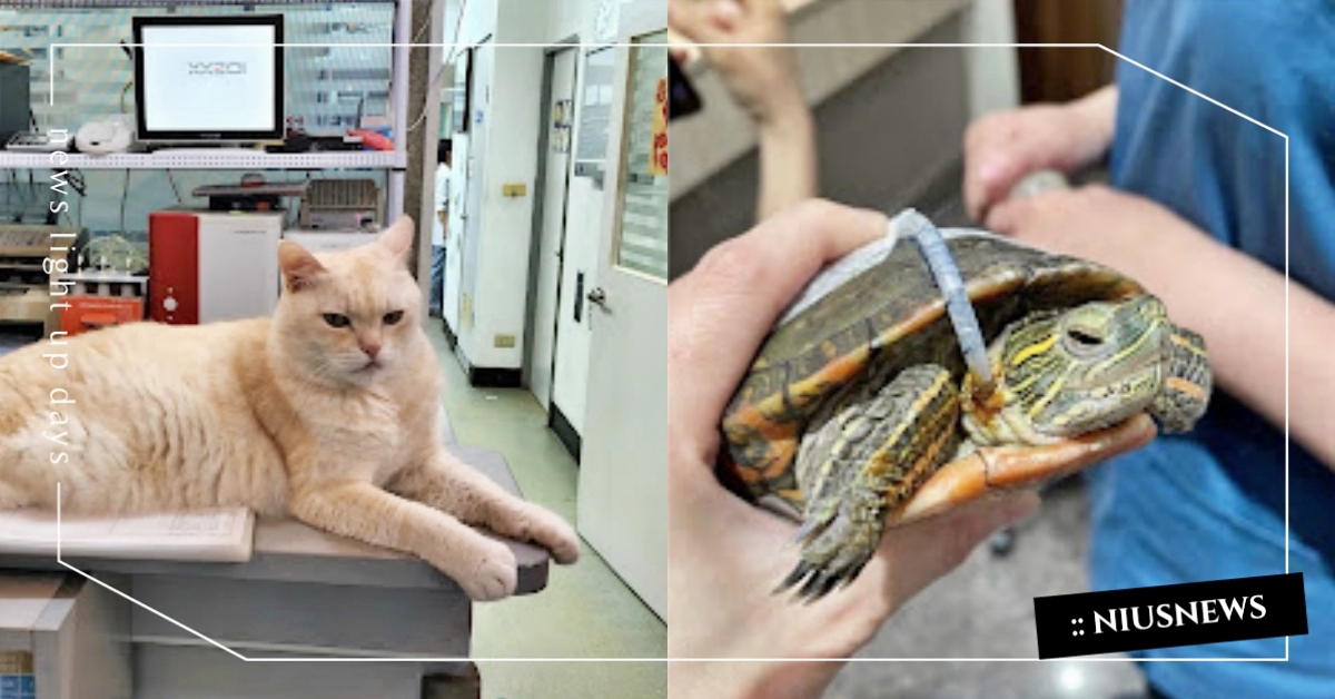 2022最新！台中7間「四星動物醫院」推薦，同場加映毛主人評論懶人包！ 動物醫院、寵物照顧、寵物美容、真實評價、寵物醫院、獸醫、寵物圈圈、台中寵物友善