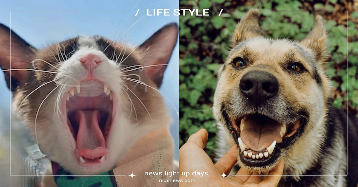 毛孩也會牙起來！獸醫解惑「寵物牙周病」症狀與預防方法：高達七成犬貓罹患！ 寵物牙周病、獸醫、美國寵物食品協會、寵物健康、寵物照顧、寵物刷牙、寵物知識、寵物圈圈