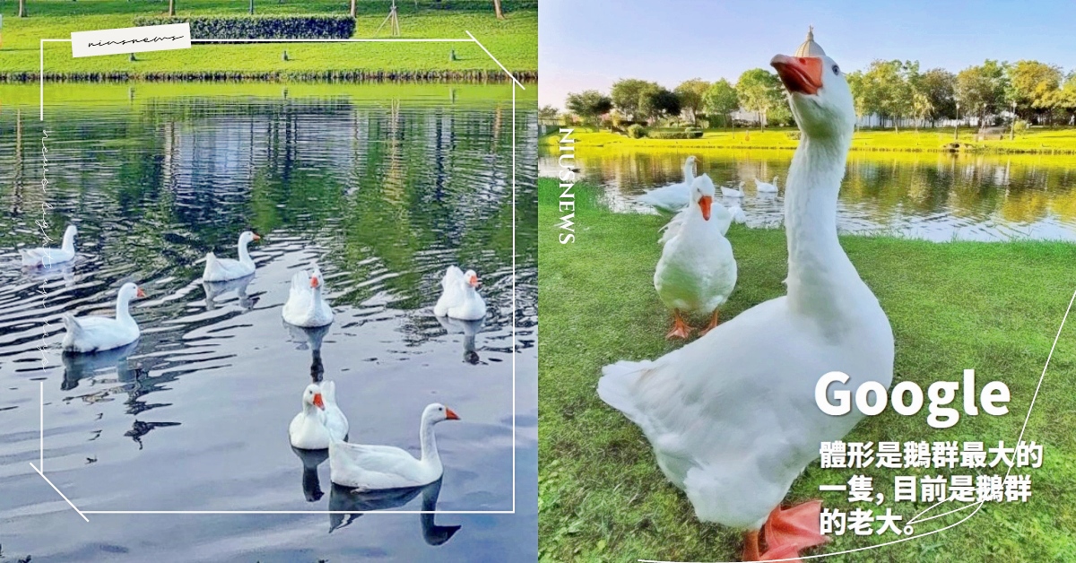 超派鵝群成風景！奇美博物館《鵝鵝圖鑑》引瘋傳，鵝粉：原來追我的是鵝王～ 台南奇美博物館、鵝鵝圖鑑、網友熱議、寵物趣聞、打卡景點、萌寵、可愛動物、有趣、療癒、可愛、大白鵝、土鵝