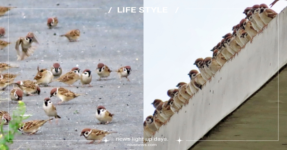 今天要去哪裡輸贏？啾太郎聚眾「準備打群架」，網愣：雀雀大戰一觸即發？ 麻雀、啾太郎、FrontBird正面鳥圖貼圖區、網友熱議、鳥、萌寵、可愛動物、動物趣聞、動物新聞、台灣、8+9、輸贏、聚眾、群架、芝麻街