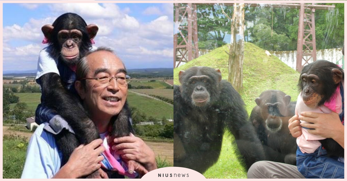 夥伴都走了！《狗狗猩猩大冒險》小龐獨留動物園長達10年，現況曝光令人心碎 狗狗猩猩大冒險、黑猩猩小龐、英國鬥牛犬詹姆士、志村健、寵物新聞、萌寵、可愛動物、推特熱議、阿蘇卡德利動物樂園、天才志村動物園、パン＆ジェームズのおつかい大挑戦