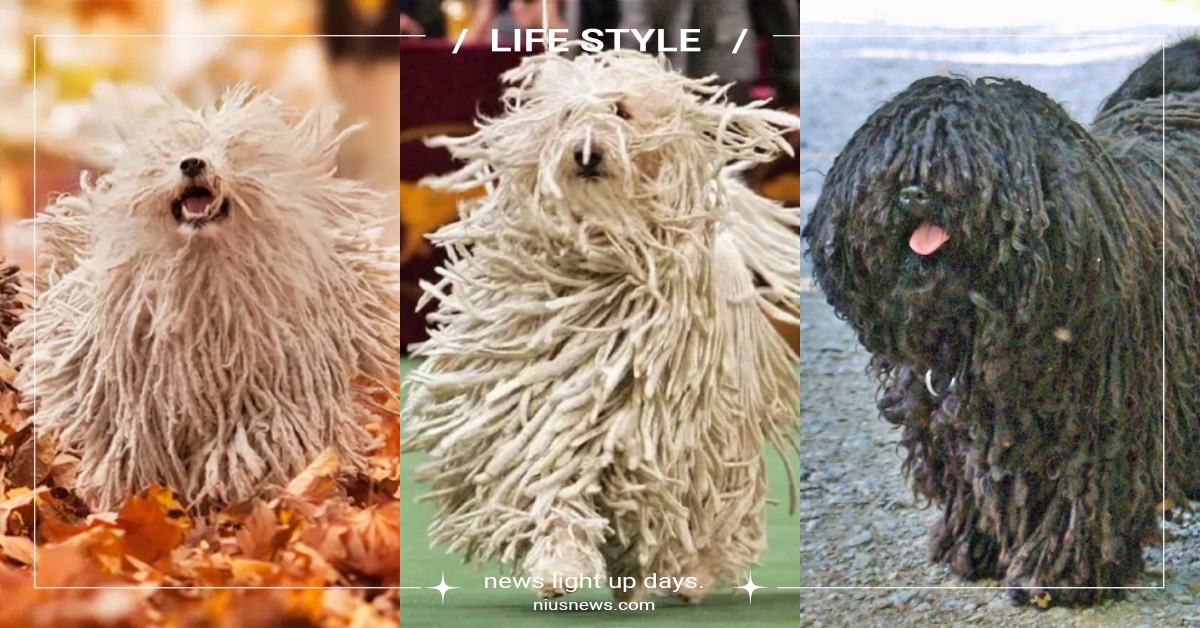 「波利犬」５大特質＆冷知識！號稱行走的防水拖把，超愛主人容易患上相思病！ 波利犬、匈牙利牧羊犬、品種狗、狗狗冷知識、網紅狗、可愛寵物、寵物健康、品種狗介紹、狗狗介紹