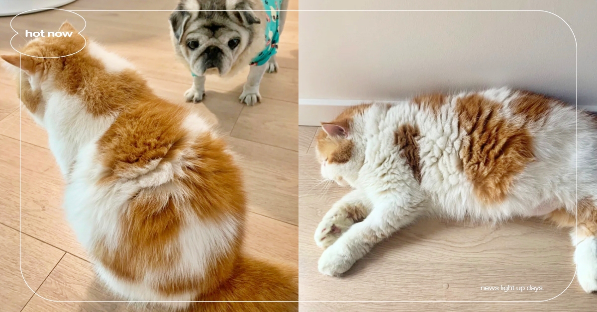 貓咪身上出現「蒜瓣毛」？喵主子蓬鬆圓潤的秘密，只有超幸福的毛孩身上才會出現！ 蒜瓣毛、貓咪冷知識、寵物新聞、萌寵、可愛動物、療癒、有趣、可愛、貓奴、鏟屎官、豆知識