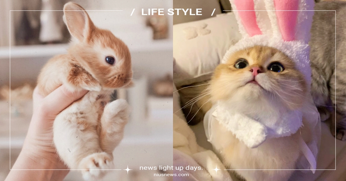 網熱議「越南12生肖沒有兔子」！新到來的農曆年是貓年，貓奴全暴動：原來我屬貓 越南貓年、12生肖、兔年、寵物、動物、網友熱議、寵物新聞、寵物知識、冷知識、豆知識、有趣、貓奴、鏟屎官