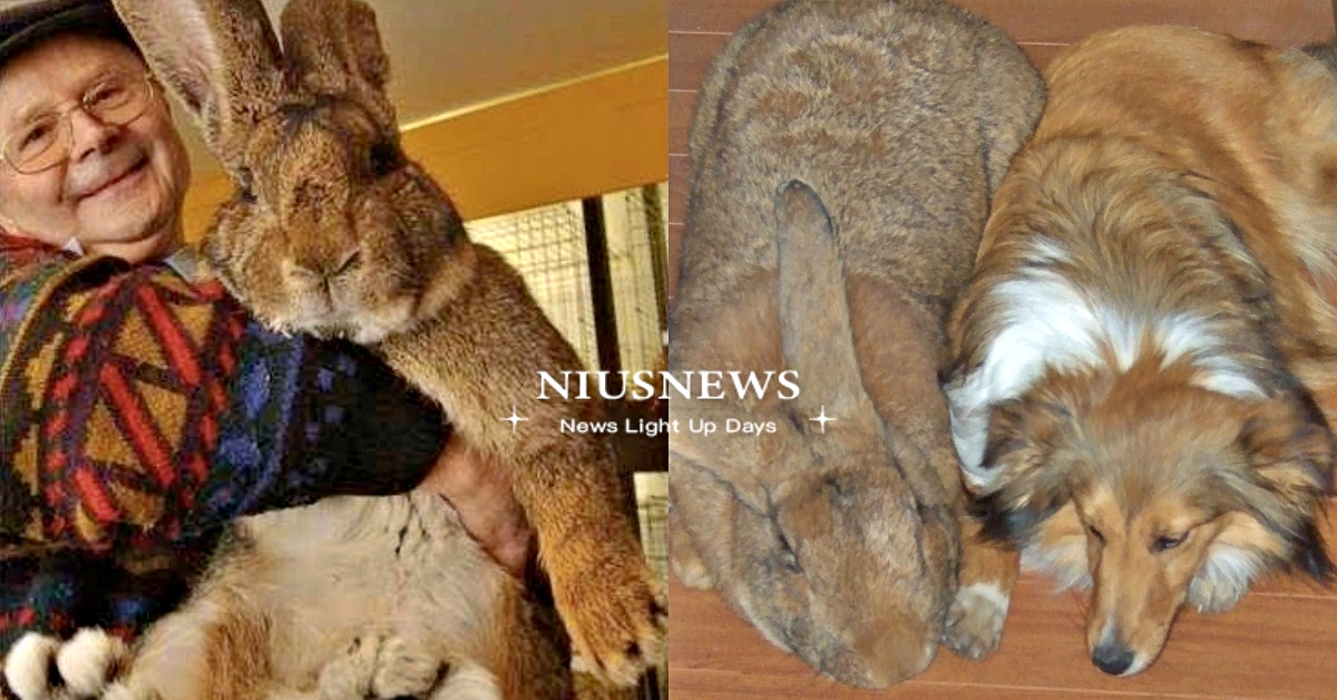 世界最大兔兔「佛萊明巨兔」！肥美體型激似熊熊布偶，天使性格超溫柔：想擼 世界最大兔子、佛萊明巨兔、兔兔、可愛動物、寵物、萌寵、療癒、寵物知識、冷知識、豆知識、寵物介紹