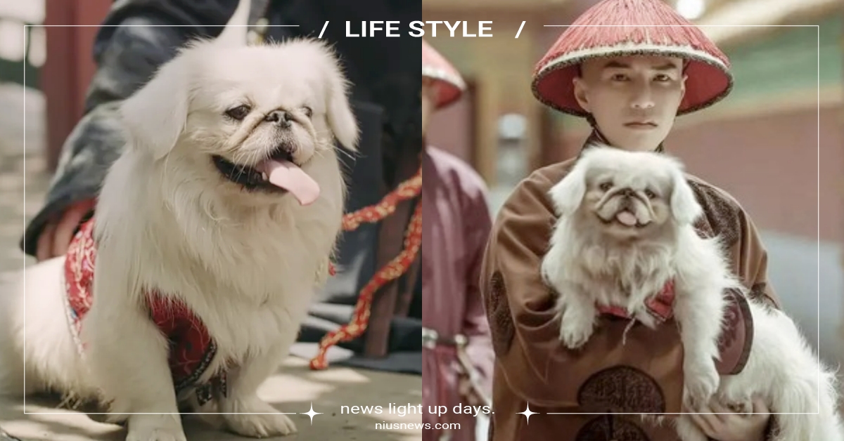 古代人也懂相狗！超有趣《相犬大全》狗狗毛色大公開，原來擁有捲尾巴會旺家！ 相犬大全、相犬經、古代人養狗、古代狗狗、毛色、懶人包、寵物、毛孩、動物、可愛、寵物知識、冷知識、豆知識、寵物新聞