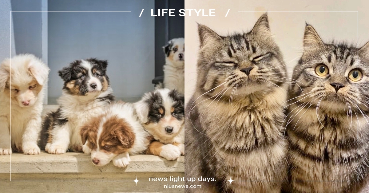 貓派崛起！全台家貓增加數目「比汪星人多20倍」，南投這地方榮登「貓老大區」！ 最愛養毛小孩縣市、寵物登記、寵物報戶口、寵登歸戶統計地圖、寵物登記管理資訊網、寵物新聞、寵物趣聞、貓、狗