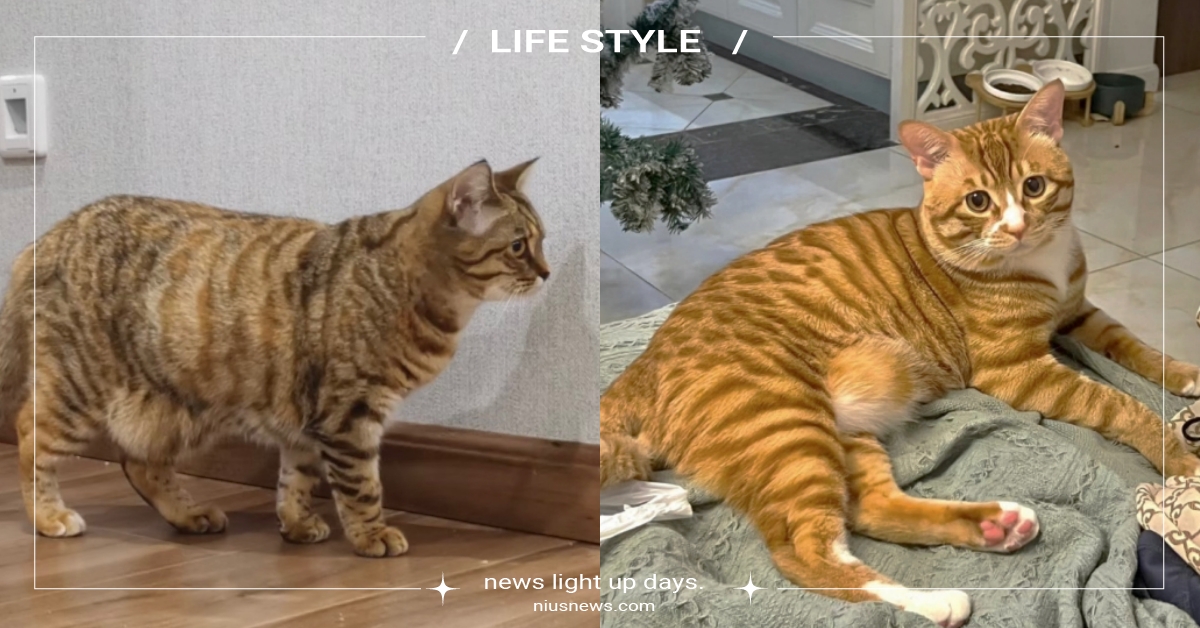 貓咪有啤酒肚？其實是垂垂軟軟的優質「原始袋」，肯讓你擼代表超級信任你！ 原始袋、貓咪知識、寵物、萌寵、動物、冷知識、豆知識、寵物新聞、可愛、療癒、啤酒肚