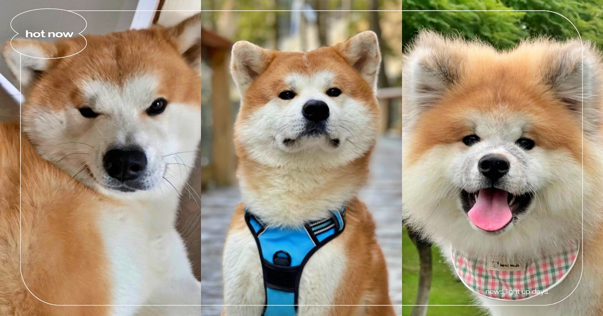 「秋田犬」5大特質＆冷知識！最早做為獵熊犬？真正的「狗界霸道總裁」就是他！ 秋田犬、品種狗、狗狗冷知識、網紅狗、可愛寵物、寵物健康、品種狗介紹、狗狗介紹、寵物知識