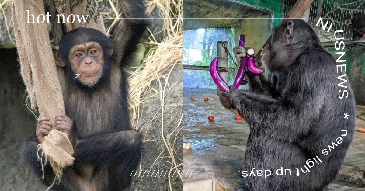 不愛吃澀澀的菜！動物園挑食黑猩猩「布陣示意」飼育員：人家只想吃茄子青椒苦瓜！ 台北市立動物園、黑猩猩、挑食、布陣、寵物新聞、木柵動物園、可愛動物、有趣