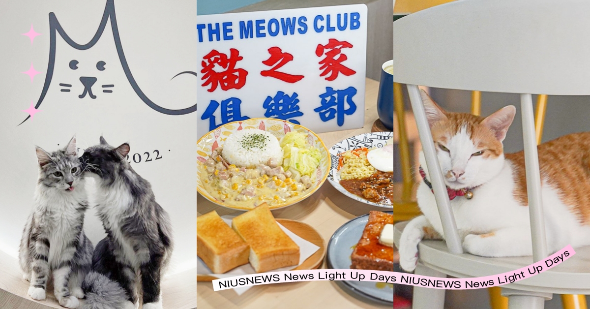 2023高雄「7間貓咪咖啡廳」推薦！集合啦緬因貓友會，12隻進擊的巨喵陪吃飯！ 2023最新、貓咪主題咖啡廳、高雄貓咪咖啡廳、貓咪咖啡廳、緬因貓、品種貓、米克斯貓咪、吸貓、貓咪、貓奴、貓咖