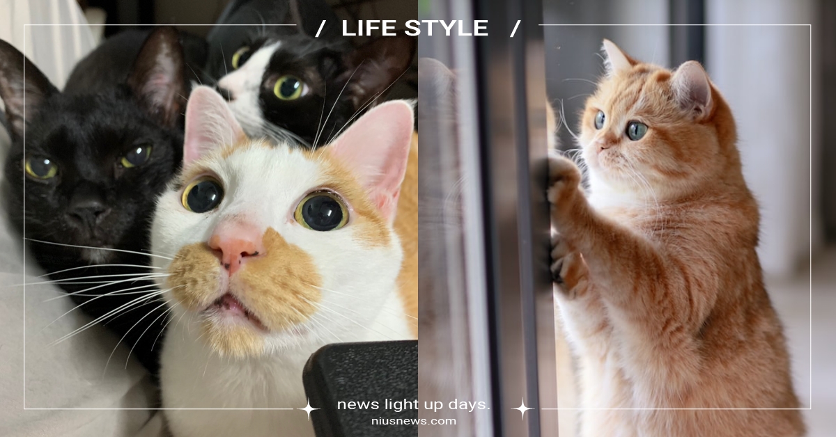 盤點貓咪無聊時會出現的舉動！用貓爪撓門、守在食物附近卻不進食，你家貓咪中了幾項？ 貓咪無聊、寵物冷知識、寵物新聞、萌寵、可愛動物、寵物健康、貓奴、鏟屎官