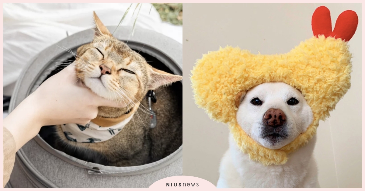 2023全台「寵物展」懶人包！人氣品牌主打商品介紹，鏟屎官不怕逛到沒頭緒 2023展昭台中寵物用品展、寵物展、寵物選品、寵物品牌、品牌特色、主打商品、展覽、寵物用品、懶人包