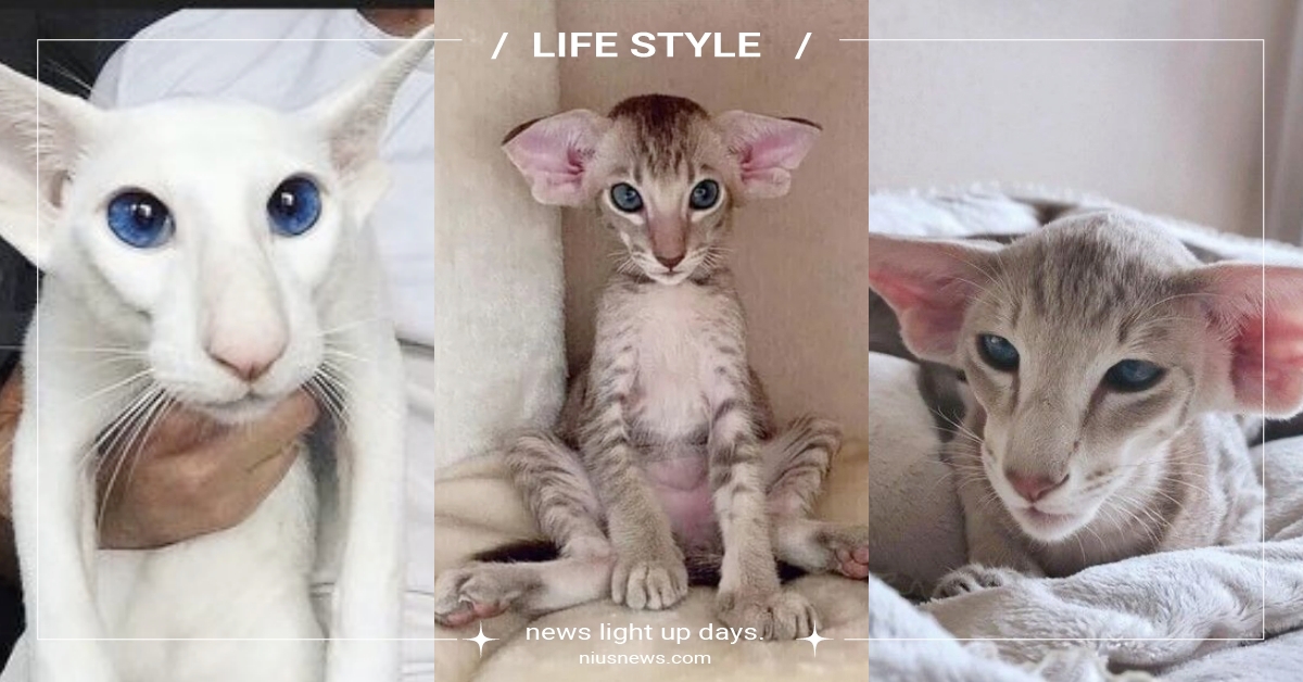 「東方短毛貓」5大特質＆冷知識！榮登今年最流行的品種？大耳朵被讚激似「多比」！ 東方短毛貓、多比貓、品種貓、貓咪冷知識、網紅貓、可愛寵物、寵物健康、品種貓介紹、貓咪介紹、寵物知識