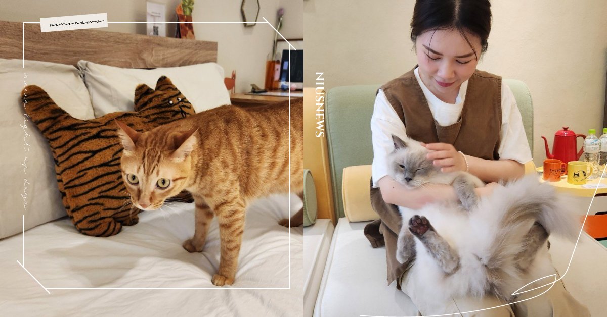 貓奴們必住！宜蘭羅東「Māode+貓的家」讓你點檯貓咪陪睡，沉浸式體驗鏟屎官人生 宜蘭、羅東、民宿、貓的生活提案、Māode+貓的家、貓咪咖啡廳、體驗空間、沈浸式體驗、鏟屎官體驗